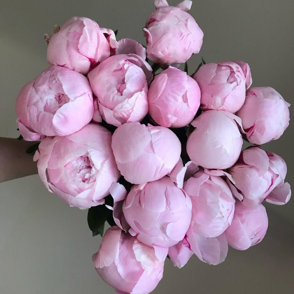 15 нежно-розовых пионов, перевязанных лентой